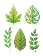 set of tropical leafs naturals vector illustration design
