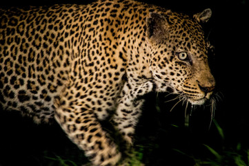 Fototapeta na wymiar Leopard Hunting