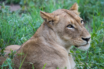 A lioness portrait
