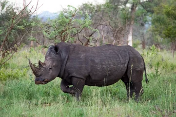 Foto op Plexiglas Rhinoceros in Safari Park © Shelby