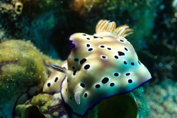 Nudibranch on Coral