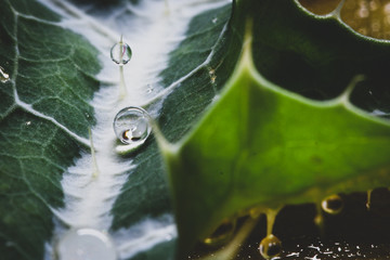 Small water drop over green leaf.