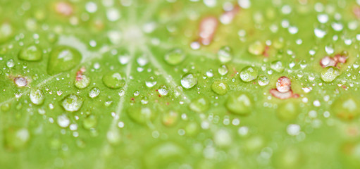 Cress leaf spreaded with small water drops.