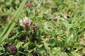Beautiful NZ Honey Bee Feeding on Clover!! Manuka Honey!!!!