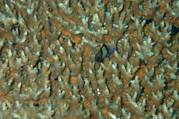 Damselfish on Plate Coral