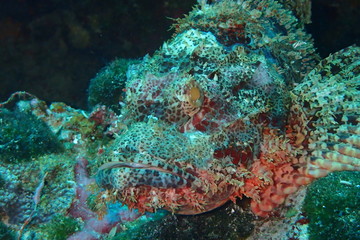 Scorpionfish