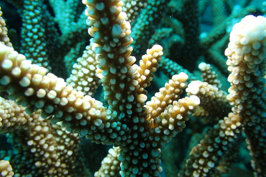 Elkhorn Coral