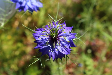 クロタネソウ04