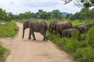 A small herd of Asian elephants crosses the road. Habarana Eco Park, Sri Lanka