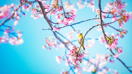 桜にメジロ（ナチュラルカラー）