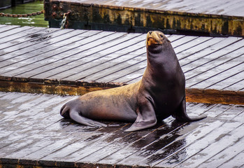 Sea lion on the harbor