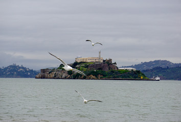 Seagulls flying on alcatraz