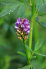 Purple flowers in the garden