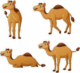 Set of camel cartoon character. Vector illustration