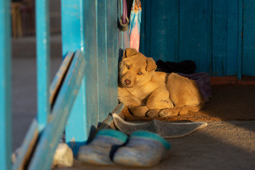 Dog resting at home near the door, cozy domestic scene