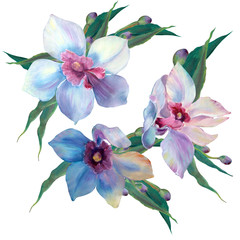 Fototapeta premium Orchid flowers. Isolated botany illustrations on white background: single flower, orchid branch, bud.