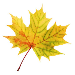  one autumn maple leaves isolated on white background.