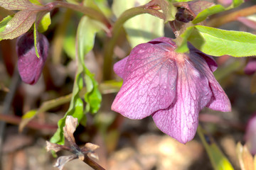 クリスマスローズ