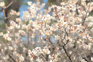 梅の花