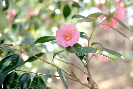 93 最適な 椿の生垣 画像 ストック写真 ベクター Adobe Stock