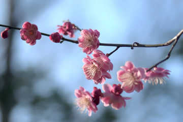 梅の花
