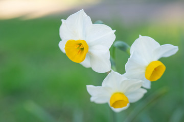 Naklejka na ściany i meble Natural background with white daffodil flowers