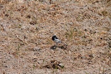 ハクセキレイ14