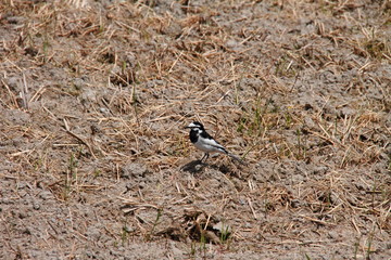 ハクセキレイ16