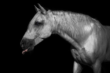 Beautiful silver Andalusian Horse with Black Background