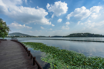 Fototapeta na wymiar nanjing skyline and lotus , modern city with lake