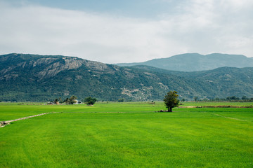 View of a green rice field, young rice. Agricultural land of Asia.