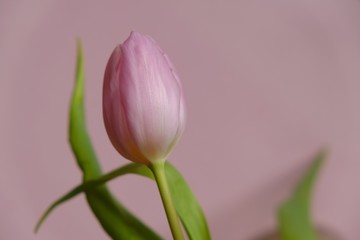 Tulips flower pink  with green leaves on a light pink background.top view, copy space.Spring season