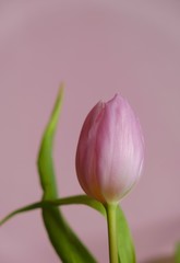 Tulips flower pink  on a light pink background.top view, copy space.Spring season