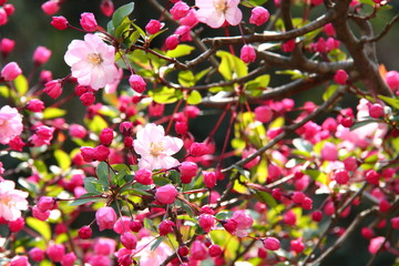 ハナカイドウ07