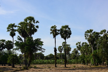 Palm trees and blue sky background 