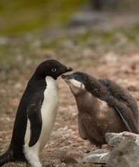 antartica frozen continent  wildlife exotic travel