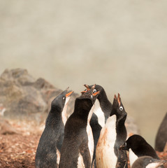 antartica frozen continent  wildlife exotic travel
