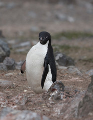 Naklejka premium antartica frozen continent wildlife exotic travel