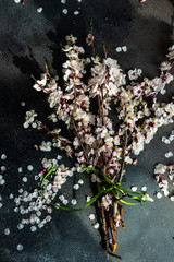 Spring floral concept with apricot blossom