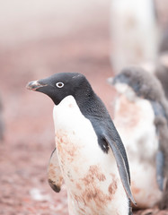 antartica frozen continent  wildlife exotic travel