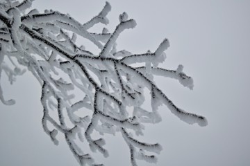 Ein Zweig im Winter