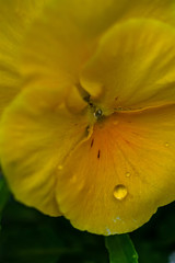 Tricolor viola flowers in a garden