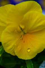 Tricolor viola flowers in a garden