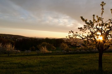 Fototapeta premium Die Kirschenbäume auf dem Feld