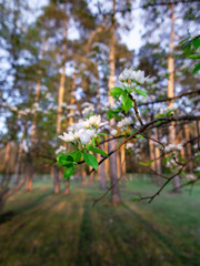 Apple Blossoms on a tree en background forest
