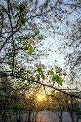 Apple Blossoms on a tree en background forest 2