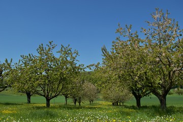 Die Kirschenbäume auf dem Feld
