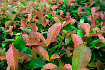 Fresh osmanthus leaves