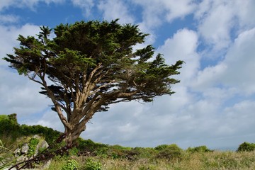 Ein alter knorriger Baum