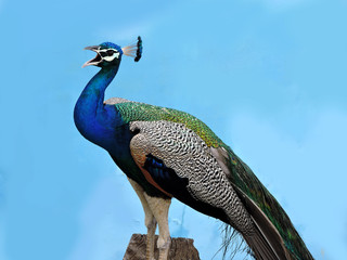 peacock © jerin
